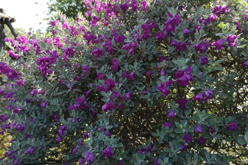 texas ranger flowers