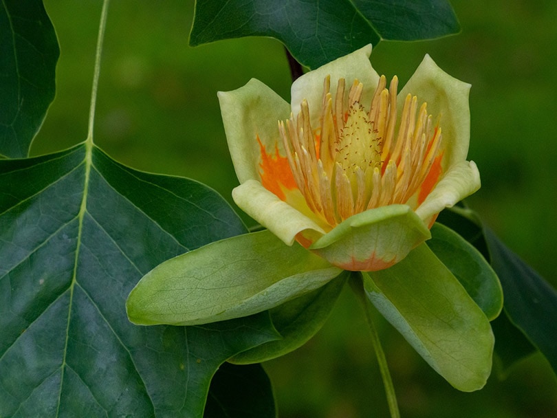 tulip tree