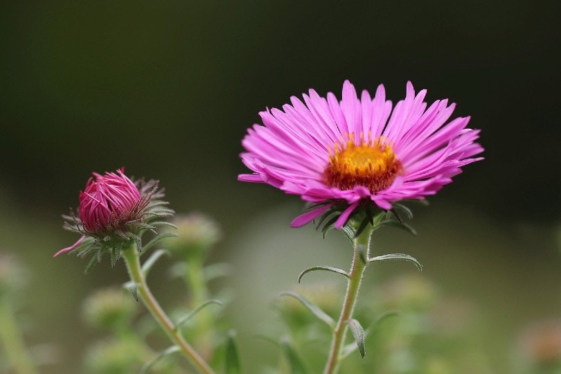 two lovely aster flowers
