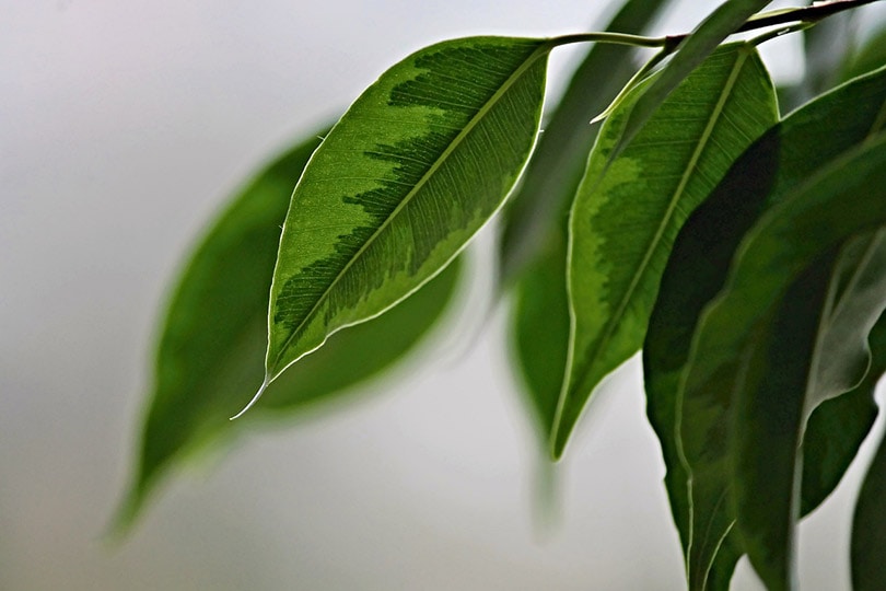 weeping fig leaves