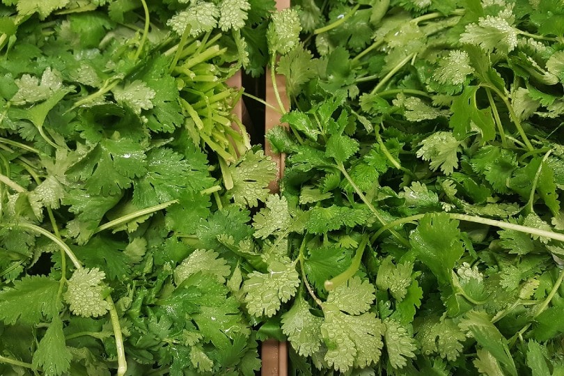 wet cilantro leaves