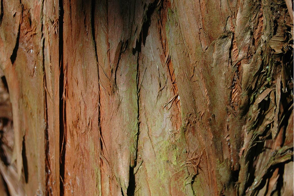 yew tree bark