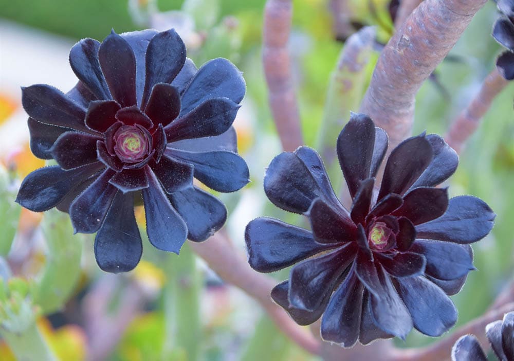 Aeonium Arboreum Zwartkop
