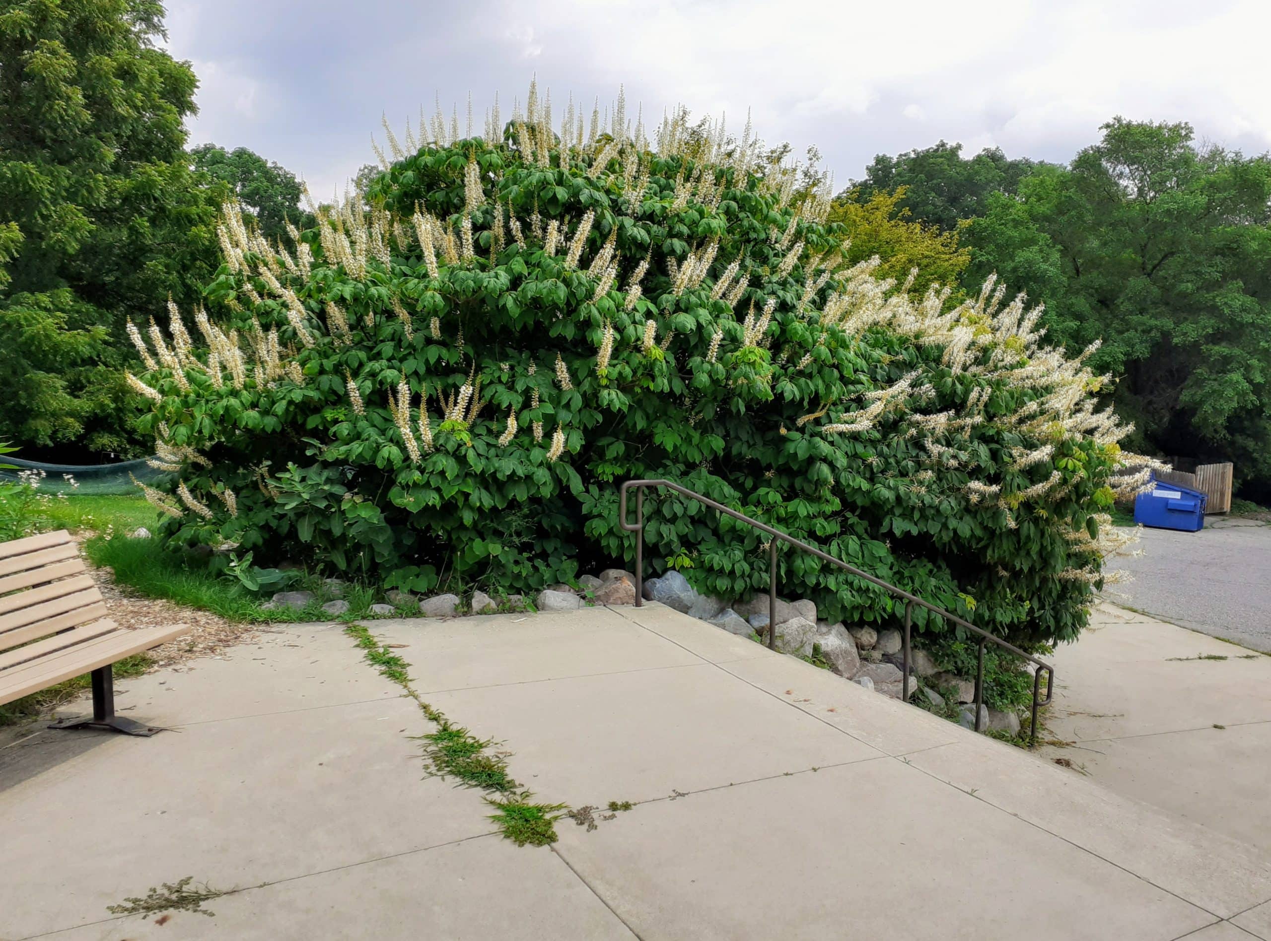 Aesculus parviflora blooming