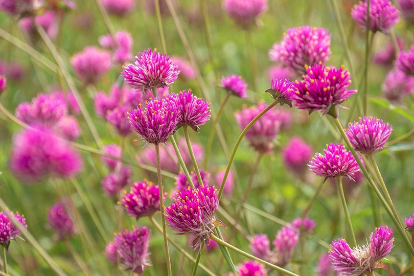 Amaranth