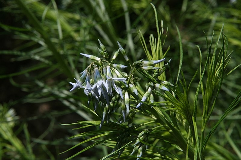 Amsonia hubrichtii