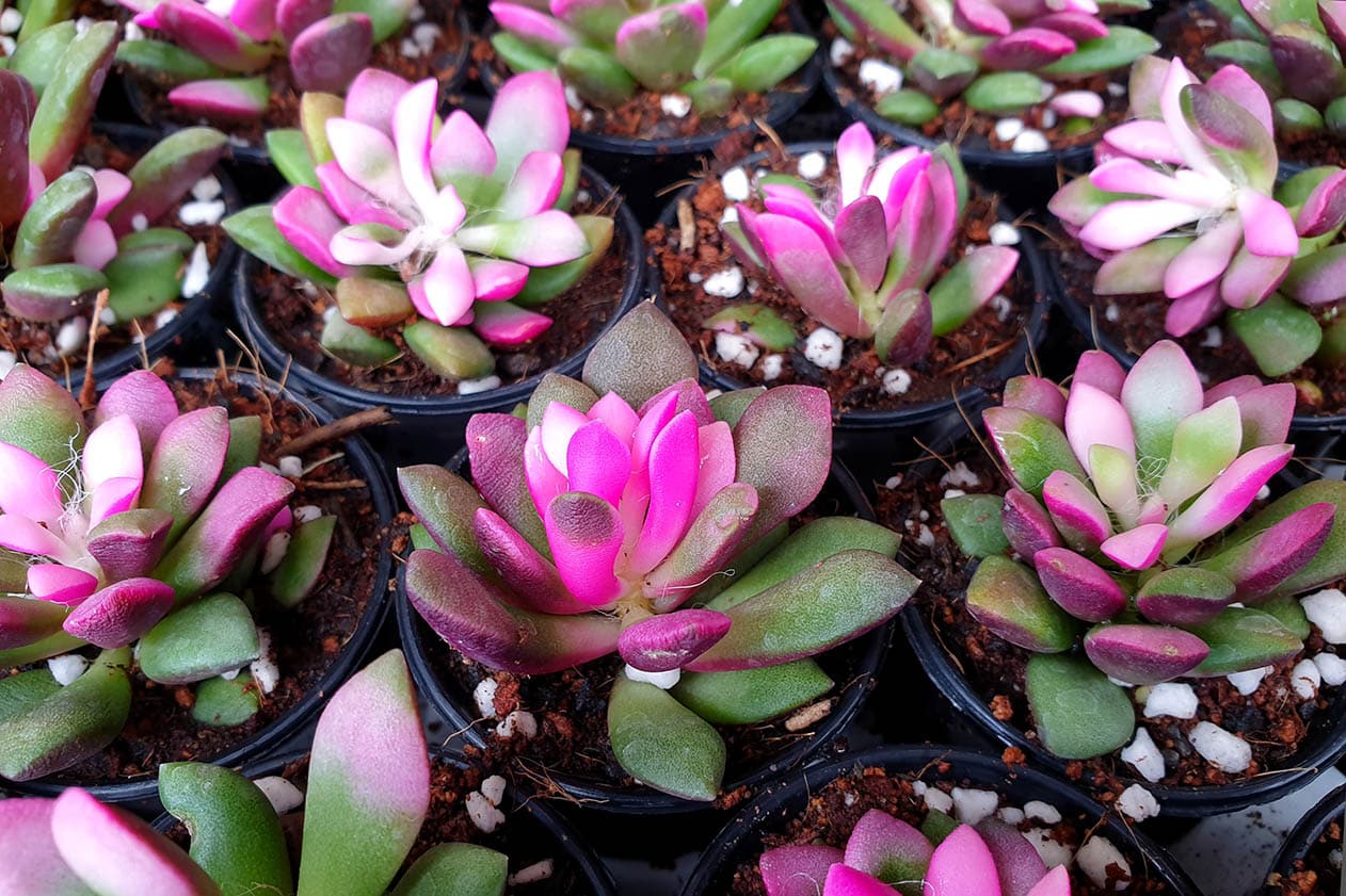Anacampseros rufescens succulents