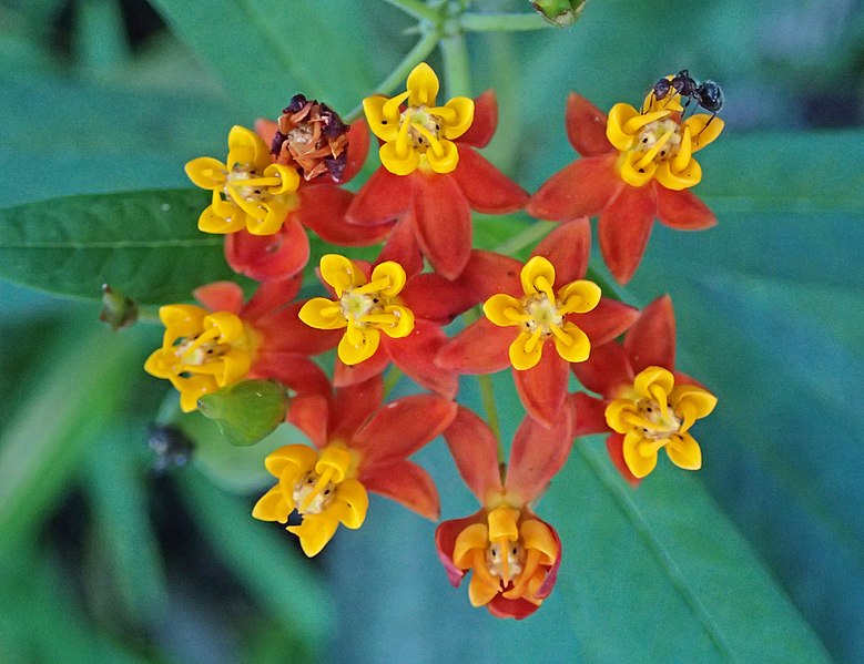 Asclepias curassavica (bloodflower)