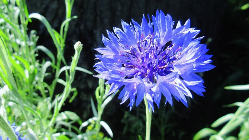 Bachelor’s button flower