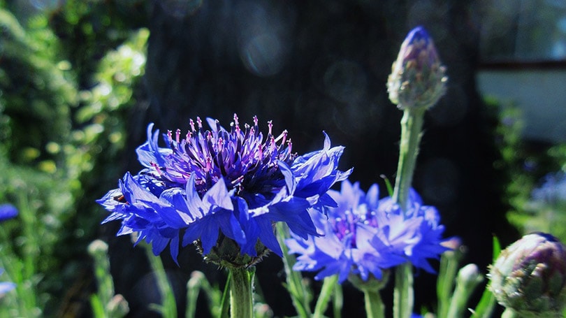 Bachelor’s button flowers