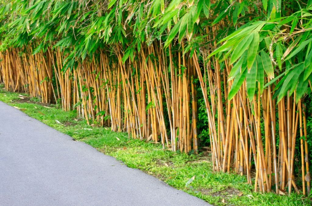 Bamboo plant fence