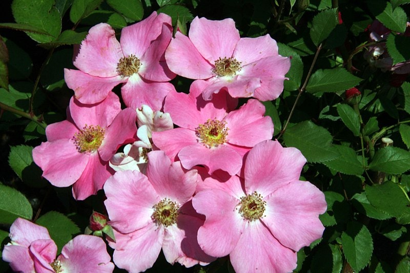 Betty Prior Rose