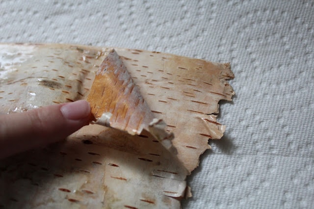 Birch bark paper