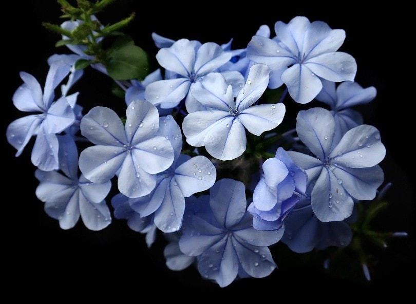 Blue Plumbago Flowers