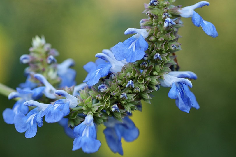 Blue Salvia