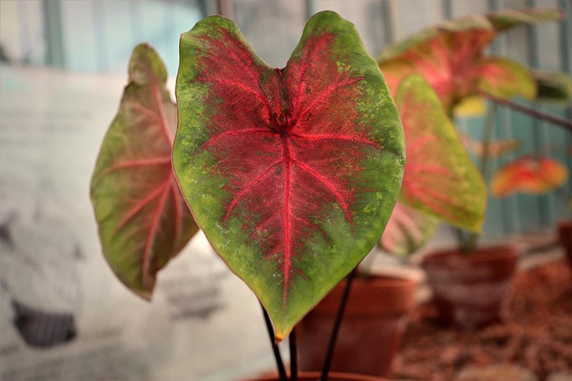 Caladium Cultivars