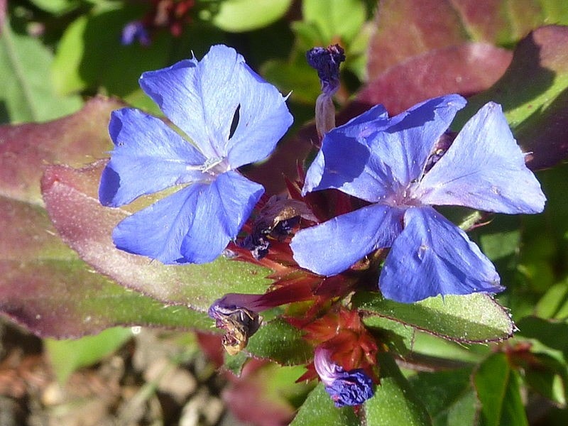 Ceratostigma plumbaginoides 'Hardy Blue-Flowered Leadwart' (Plumbagnaceae) flower
