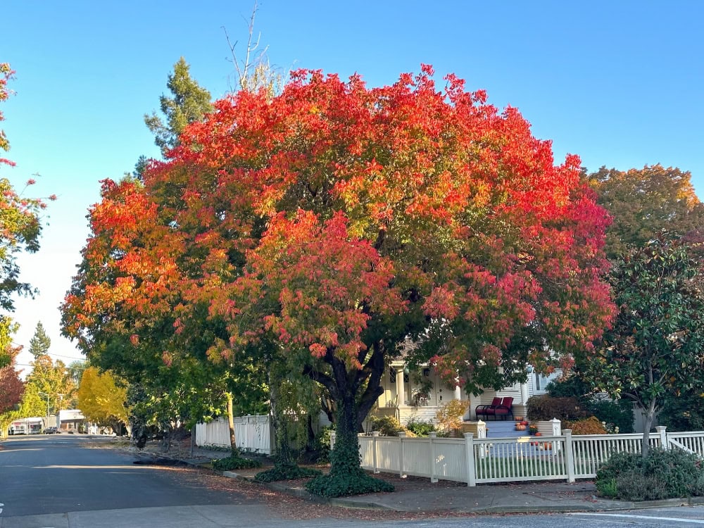 Chinese Pistachio is turning red in the autumn