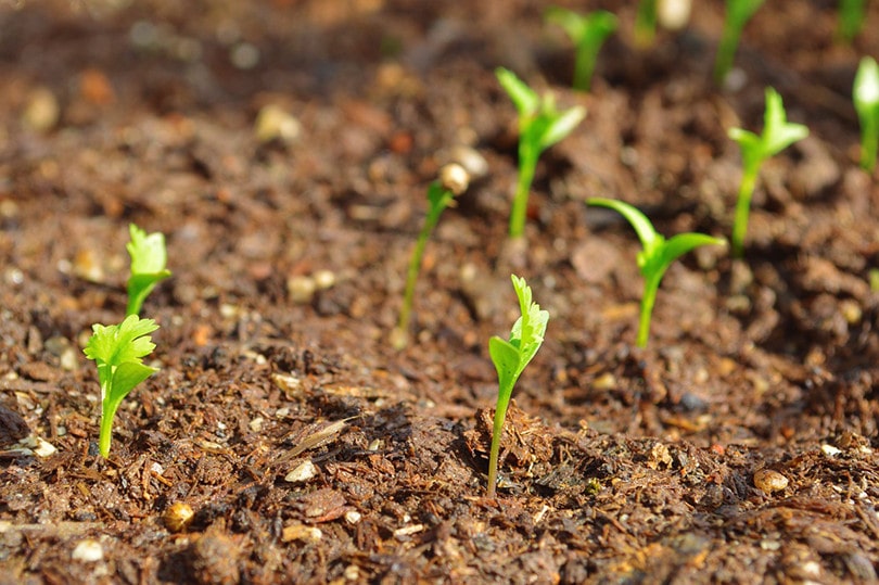Cilantro Plant