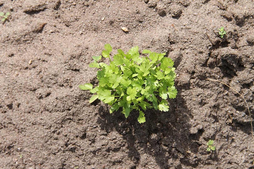 Cilantro Planted
