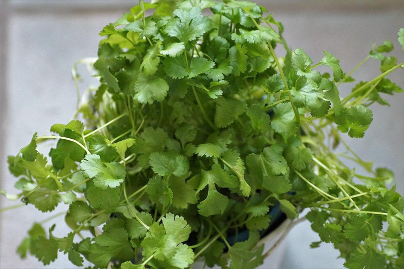 Cilantro indoor