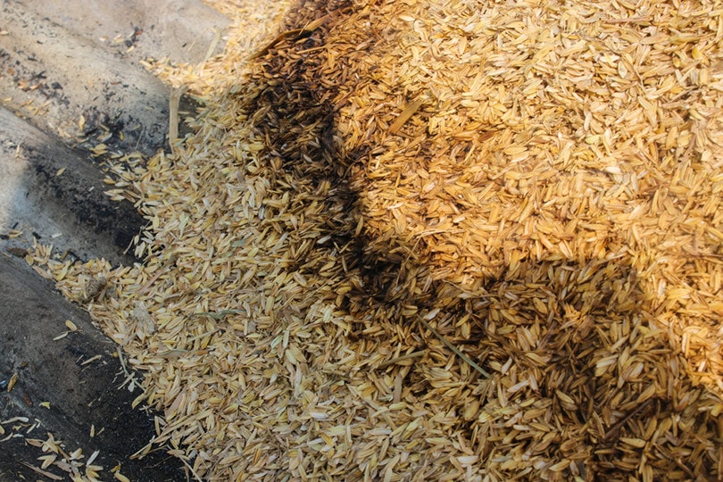 Compost Rice