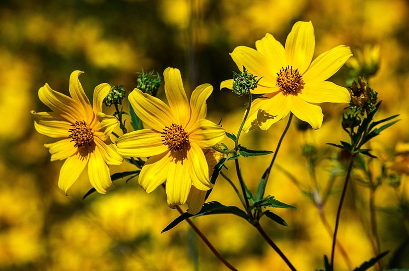 Coreopsis flowers