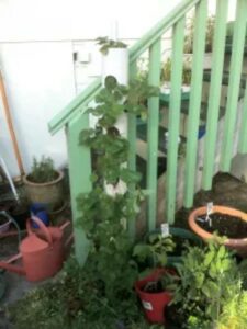 DIY vertical strawberry tube planter