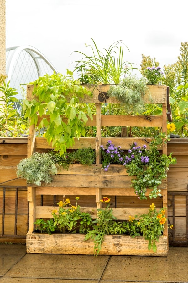 DIY wood pallet planter