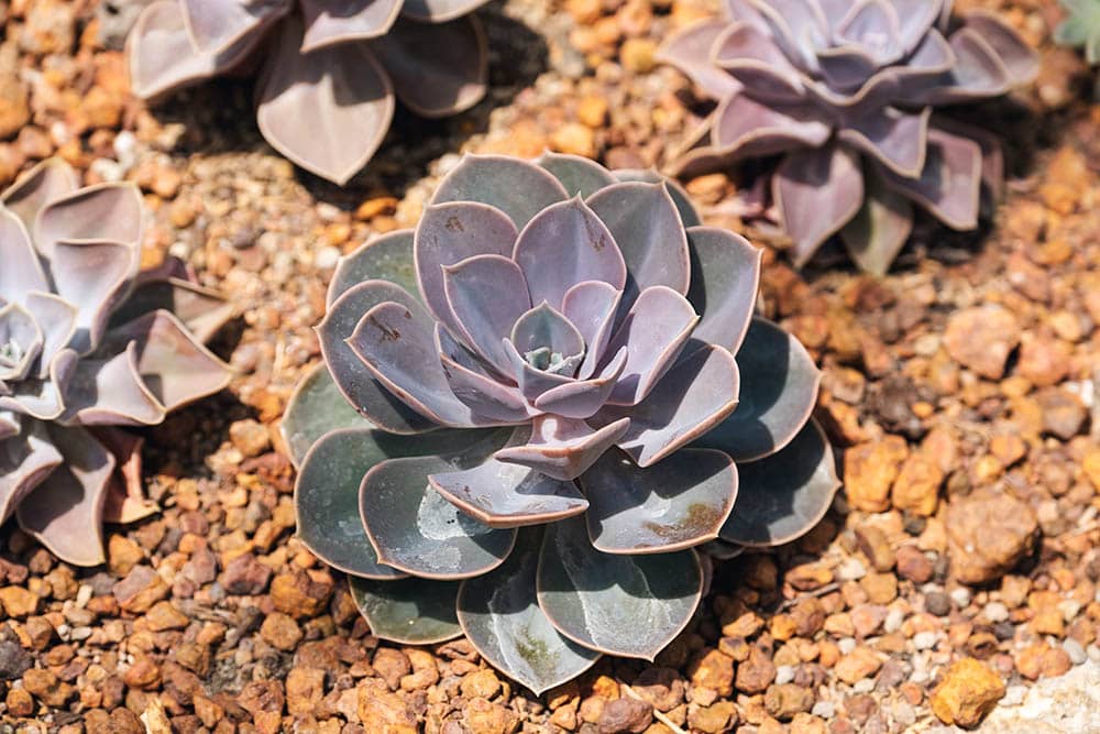 Echeveria Perle von Nurnberg