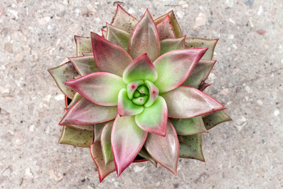 Echeveria Taurus succulent