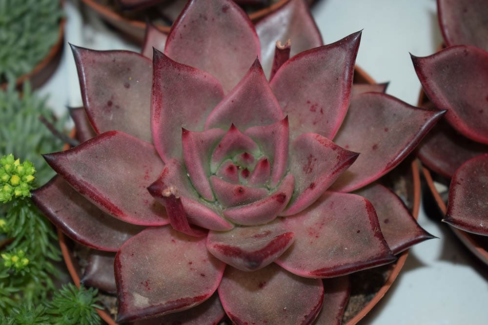Echeveria agavoides "romeo" succulent