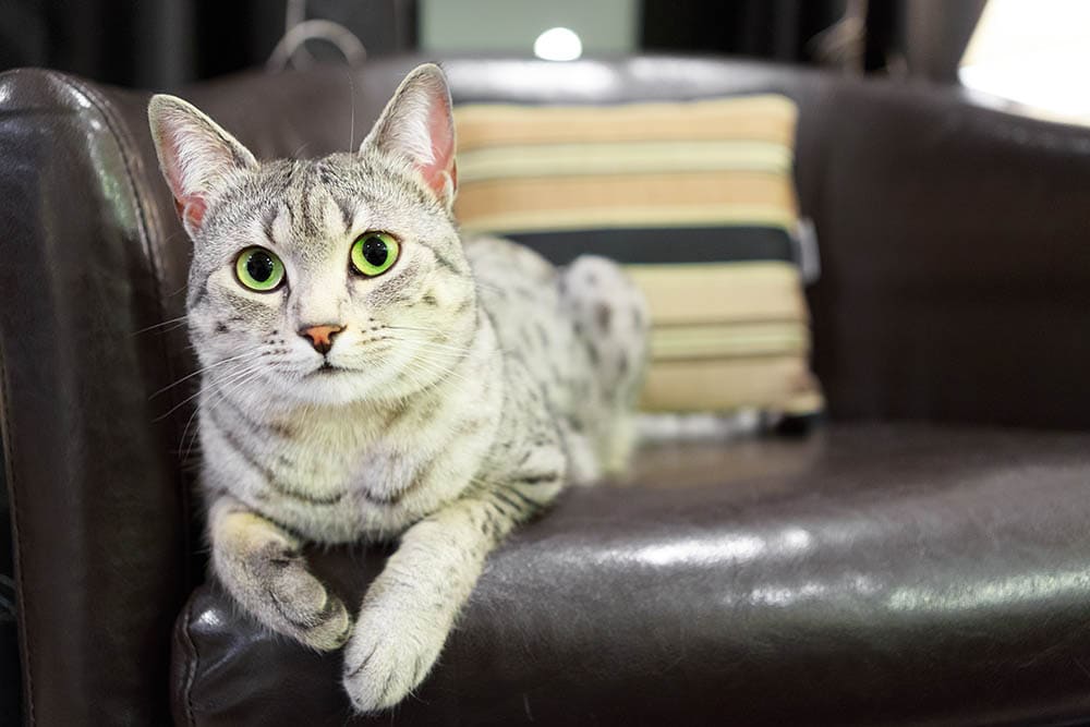 Egyptian Mau resting on a leather couch