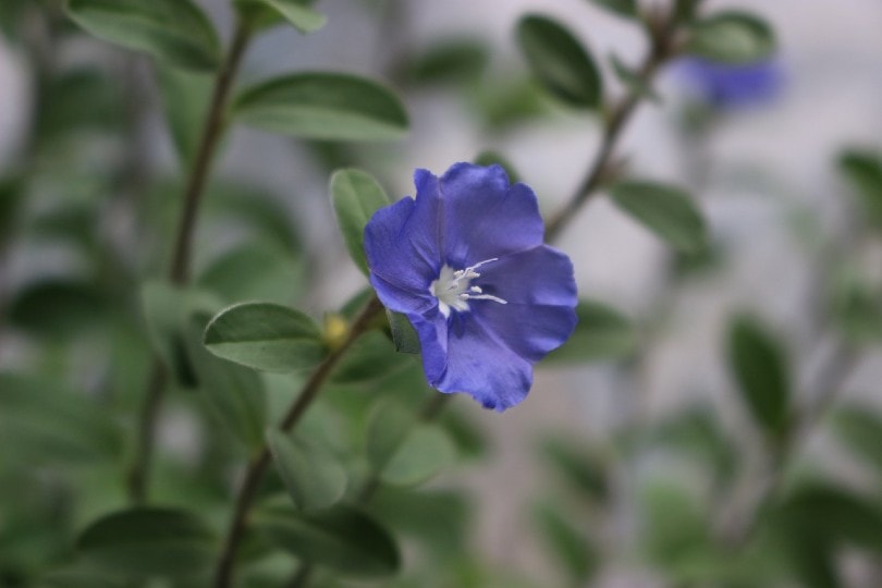Evolvulus or Blue Daze flower