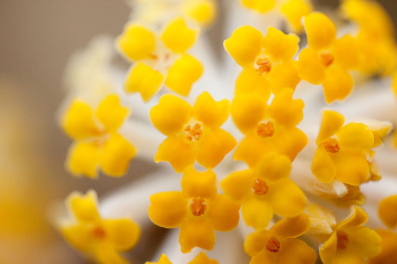 Flower, Oriental paperbush