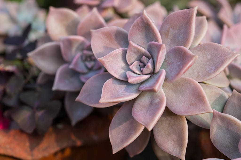 Ghost Echeveria or Echeveria Lilacina