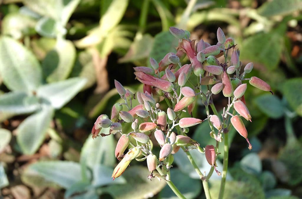 Kalanchoe Humilis or Desert Surprise Succulent