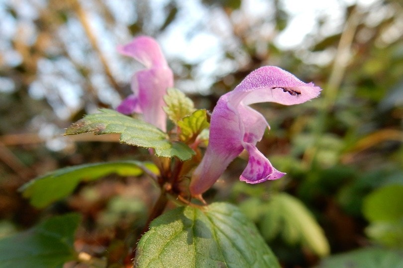 Lamium