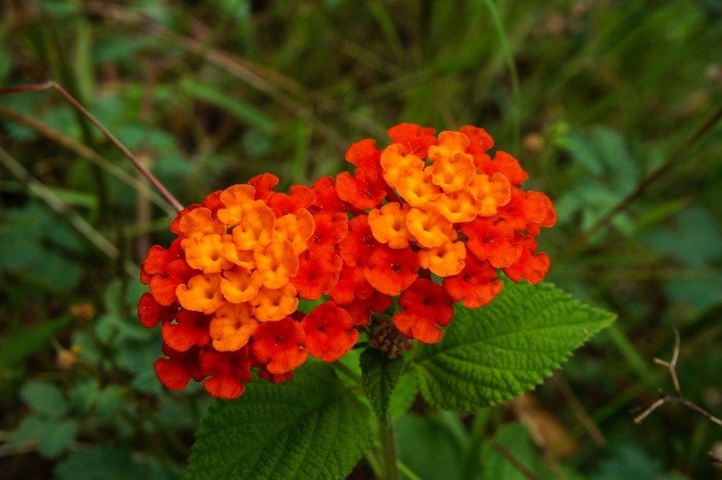 Lantana