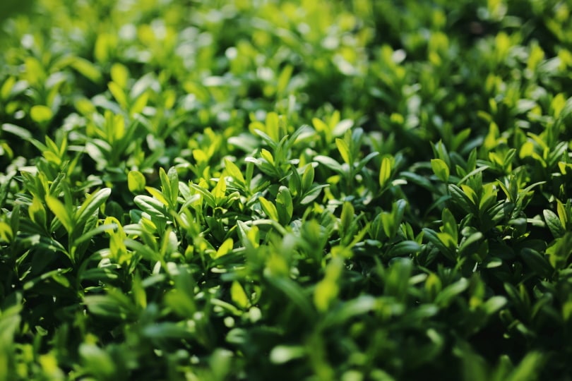 Ligustrum