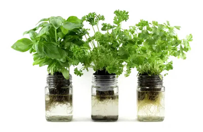 Mason Jar System