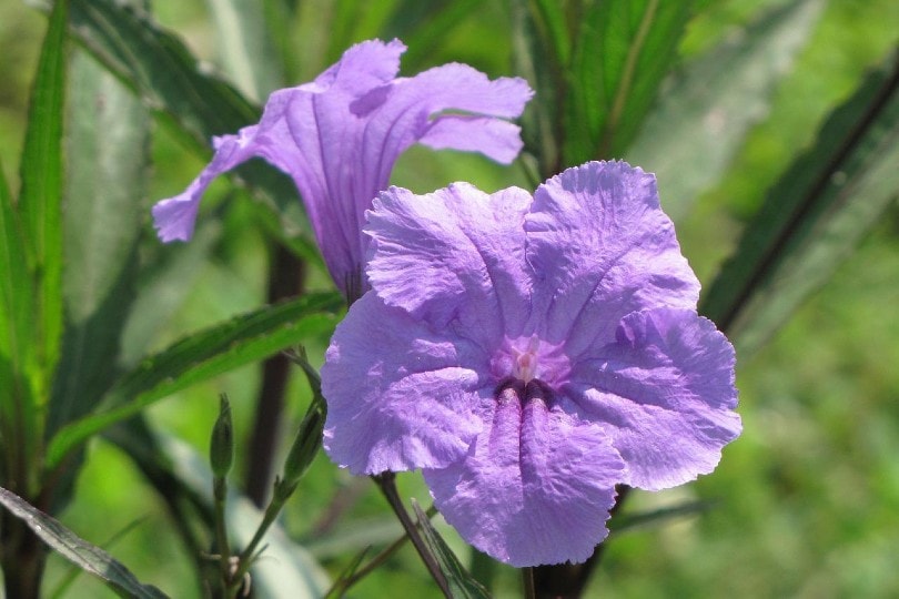 Mexican Petunia