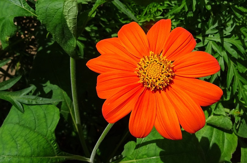 Mexican Sunflower