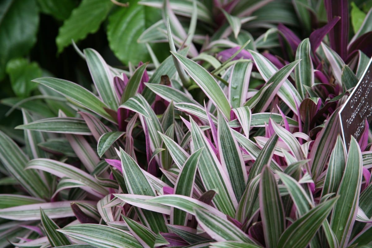 Oyster Plant (Tradescantia spathecea) Vittata Mayflower Faminly (3072503641)