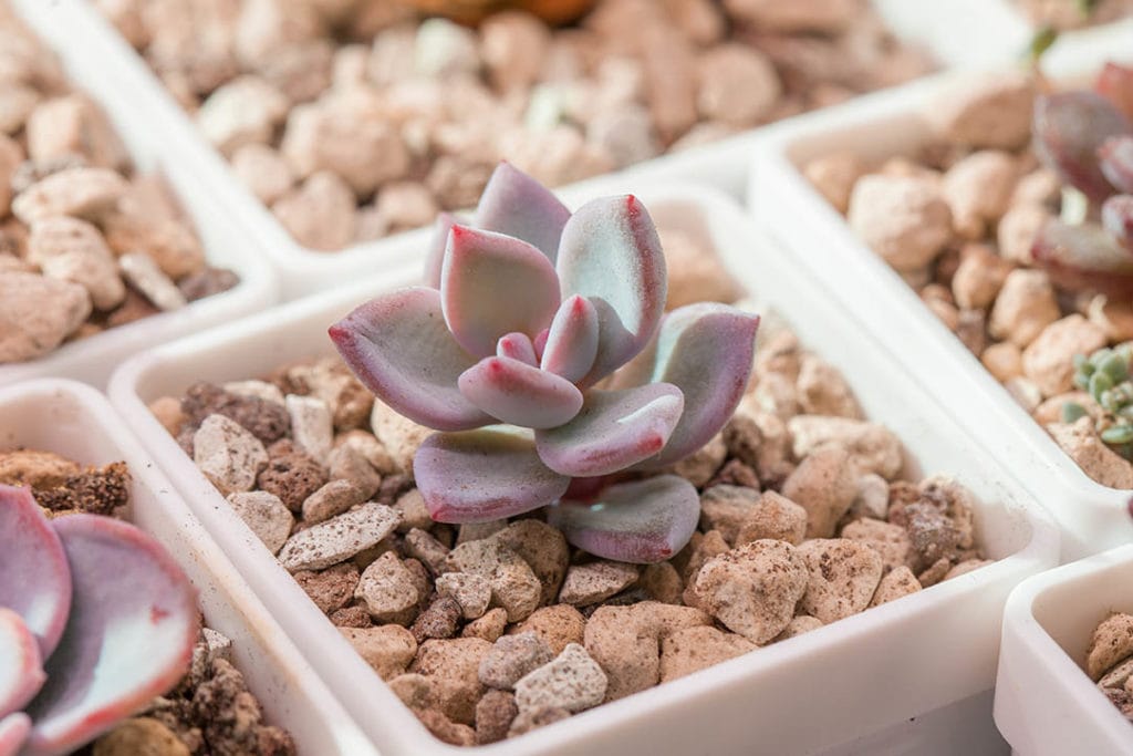 Pachyveria Powder Puff