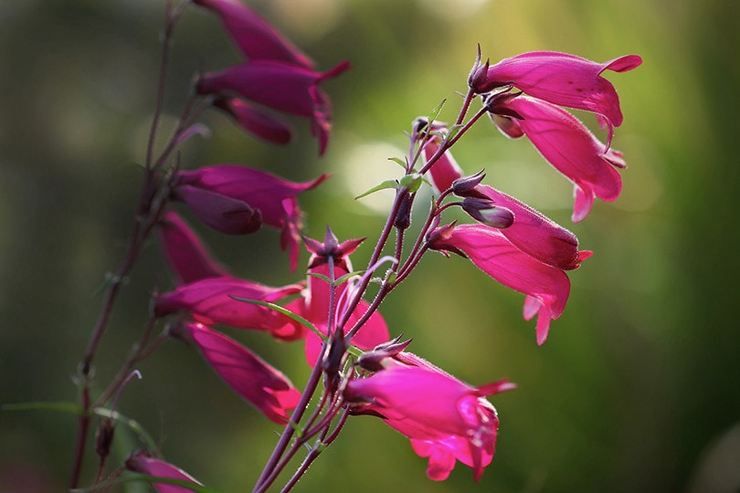Penstemon
