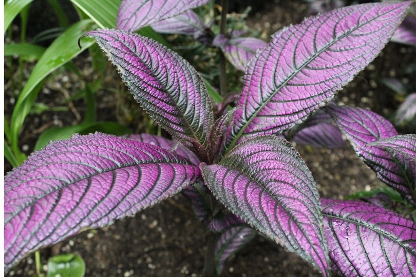 Persian Shield