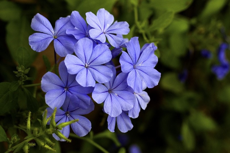 Plumbago flowers