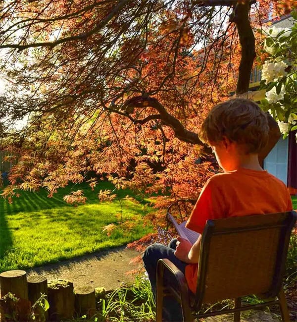 Pruned Japanese Maple Trees