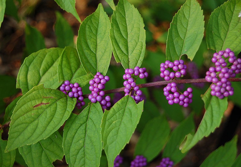 Purple Beautyberry Callicarpa dichotoma